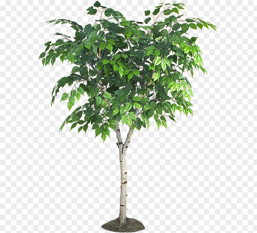 Tree Branch Flowerpot Fiddle-leaf Fig Shrub PNG