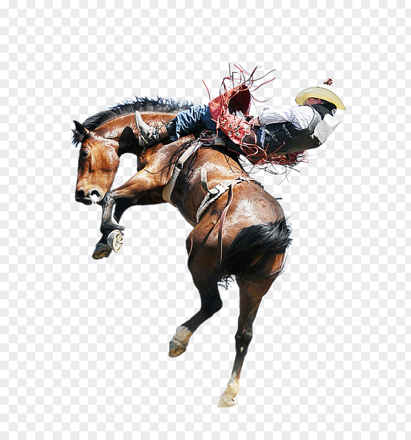 Bull Horse Rodeo Equestrian Riding Bucking PNG
