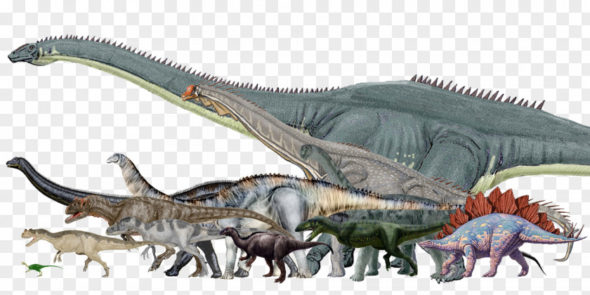 Dinosaur Size Morrison Formation Argentinosaurus Stegosaurus Allosaurus PNG