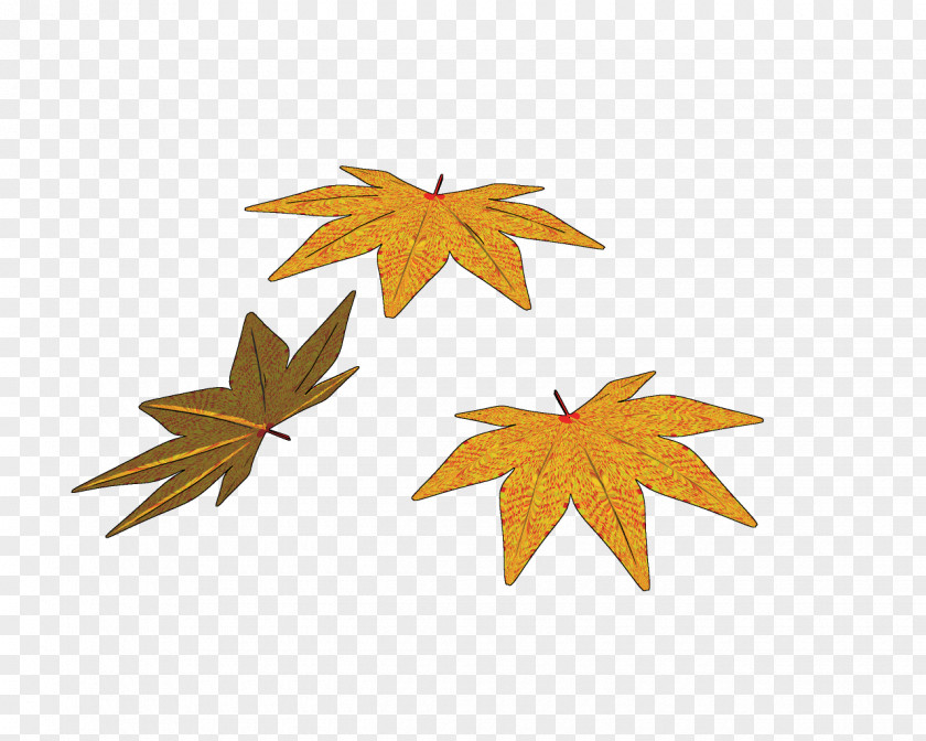 Guigang Maple Leaf PNG