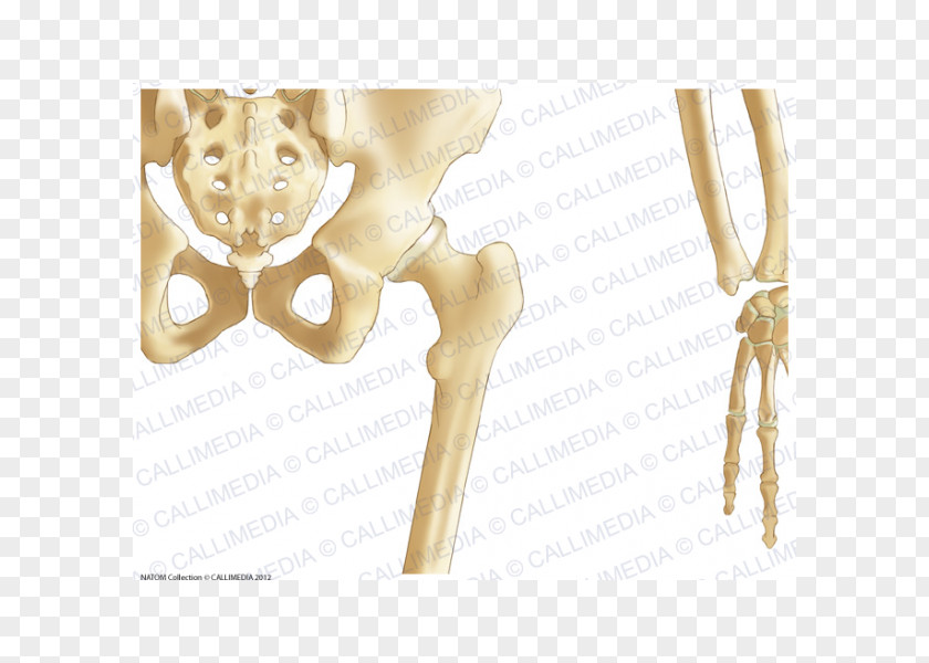 Intertrochanteric Crest Pelvis Hip Bone Human Skeleton PNG