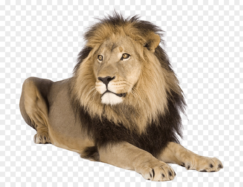 Lion Tiger Cat PNG