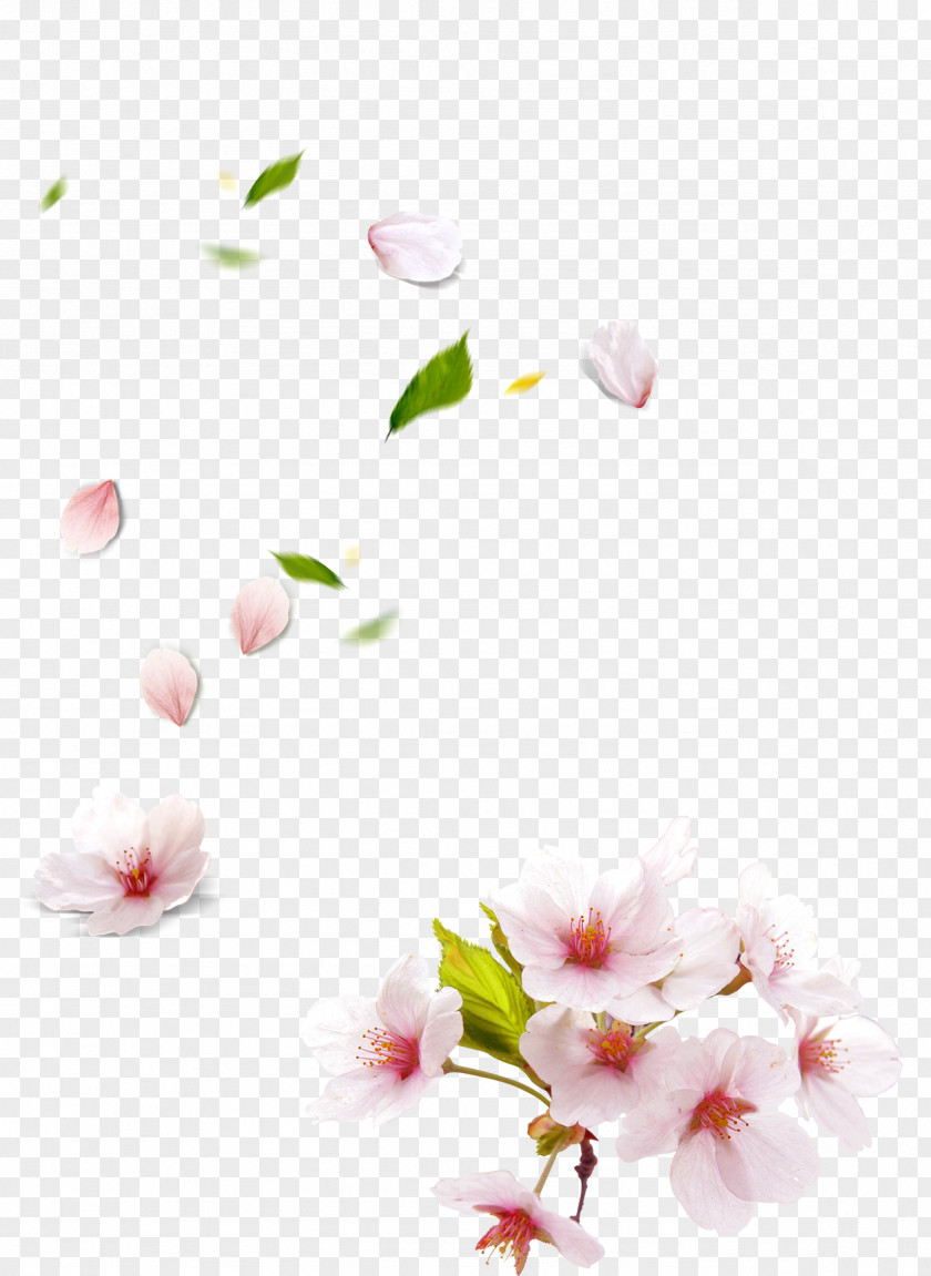 Peach Blossom Hand-painted Petals Petal PNG