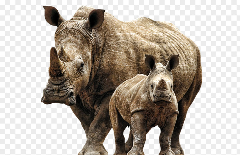 Rhinoceros White Desktop Wallpaper Elephantidae PNG