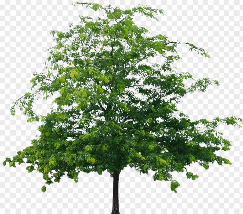 Tree File European Aspen PNG