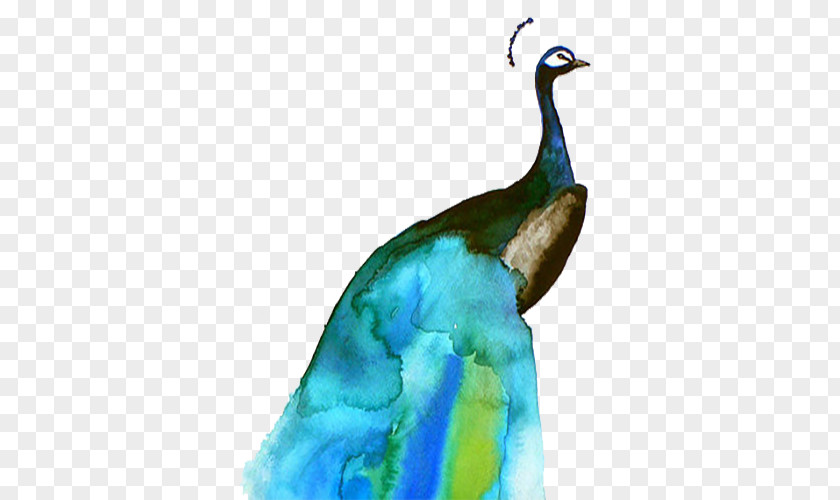 Blue Watercolor Peacock Bird Painting Paper Illustration PNG
