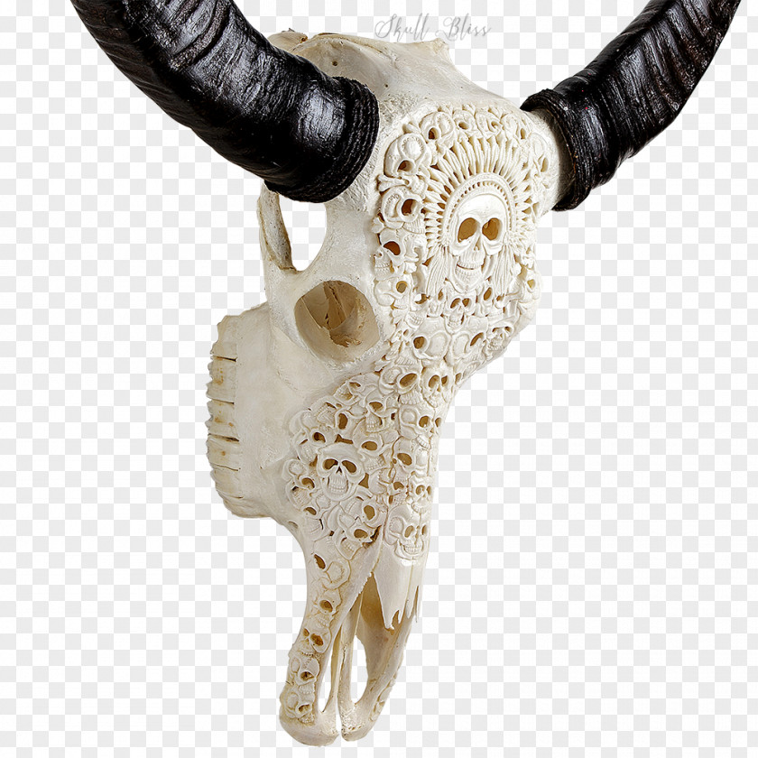 Buffalo Skull Horn Cattle Animal Skulls Bone PNG