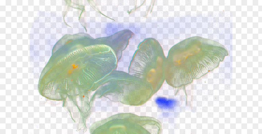 Dream Jellyfish Organism Glass PNG