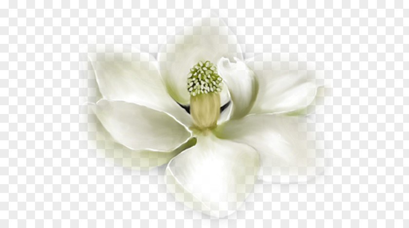 Flower Southern Magnolia Polyvore White PNG