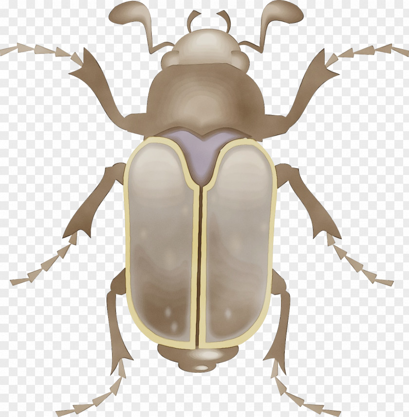 Scarabs Weevil Insect Stag Beetles Beetle Elephant Cetoniidae PNG