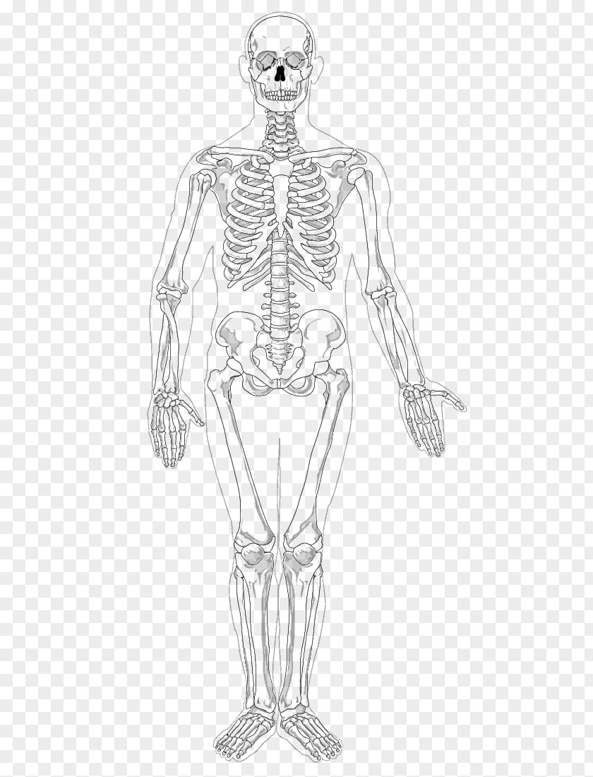 Skeleton Human Appendicular The Skeletal System Clip Art PNG