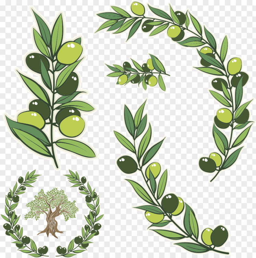 Vector Green Olive Branch Wreath Stock Photography Illustration PNG
