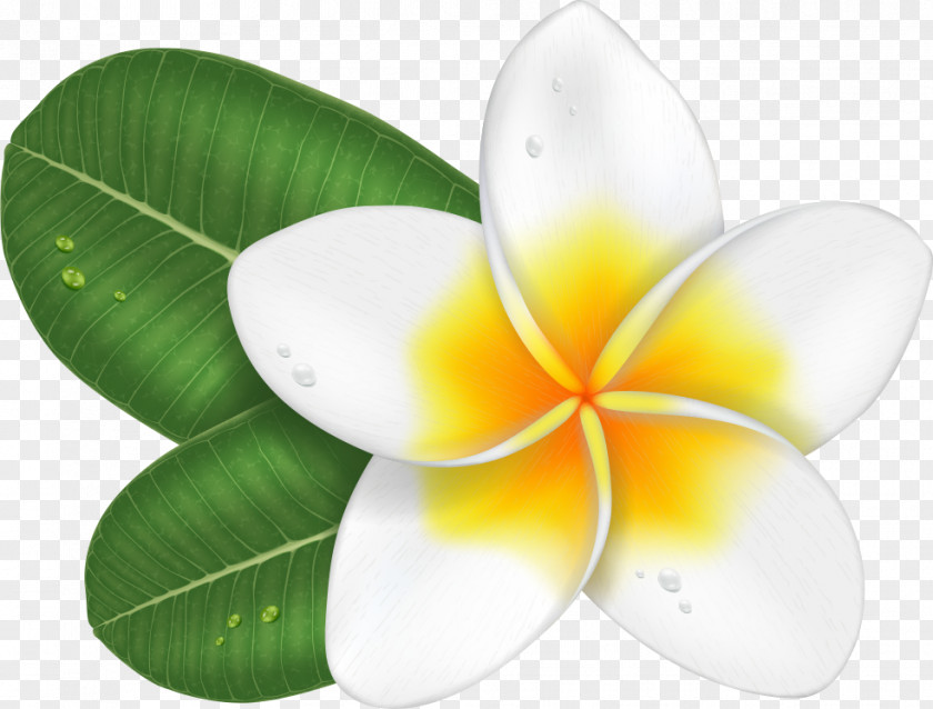 Vector Plumeria PNG