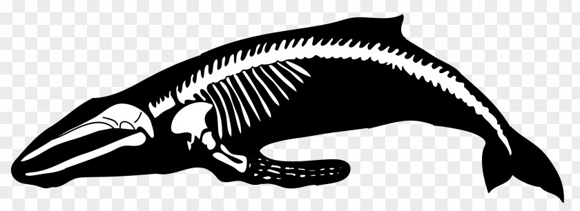 Whale Humpback Human Skeleton Blue PNG