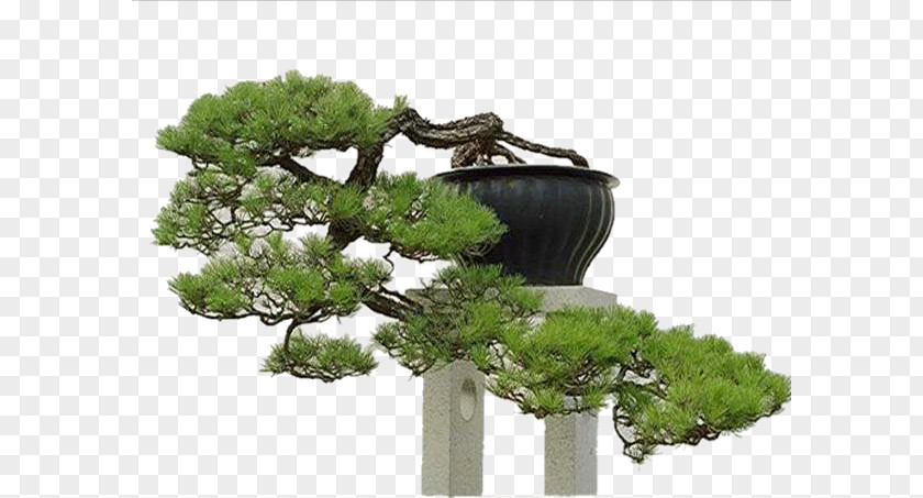 King Disc Bonsai Tree Penjing Chinese Garden PNG