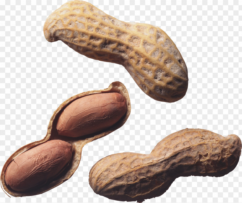 Peanut Nut Roast Allergy Tree PNG