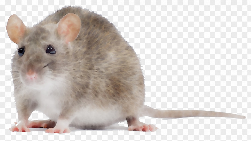 Rat Mus Gerbil Hamster Dormouse PNG