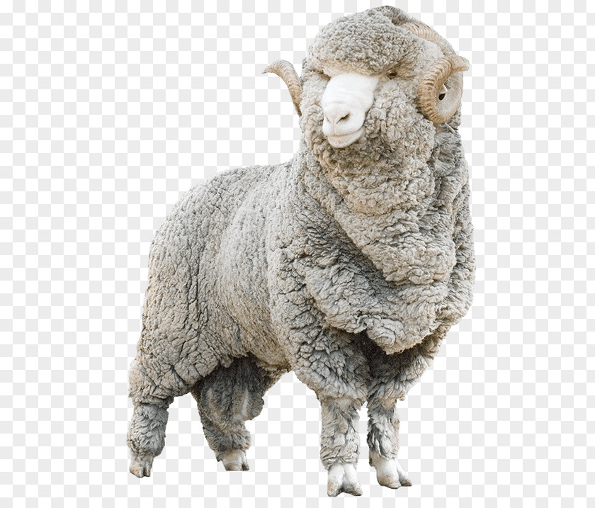 Sheep Suede Coat Merino Wool Allbirds Shearing Goat PNG