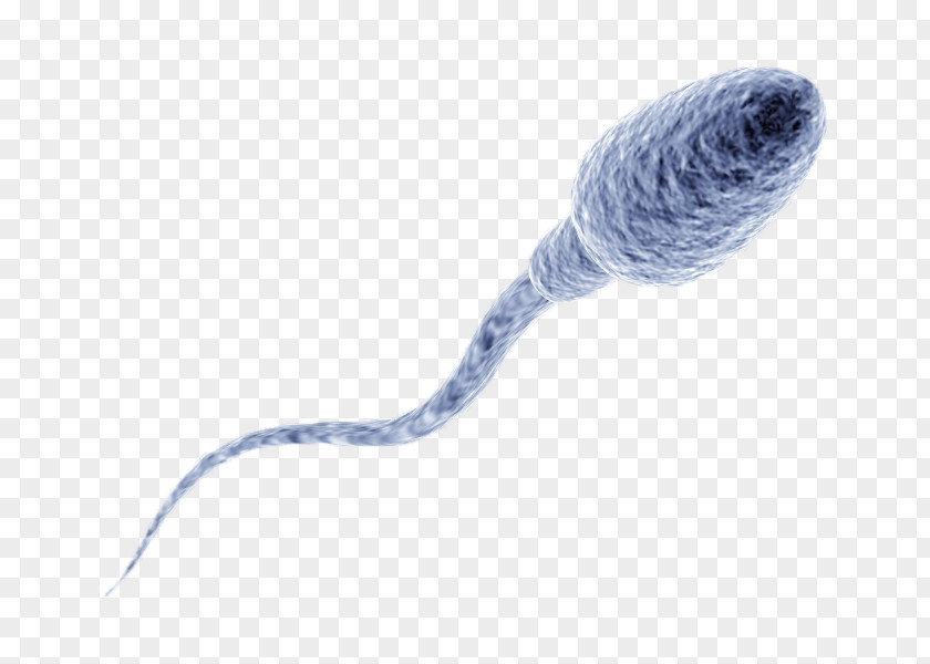 Allergy Spermatozoon Semen Cell PNG