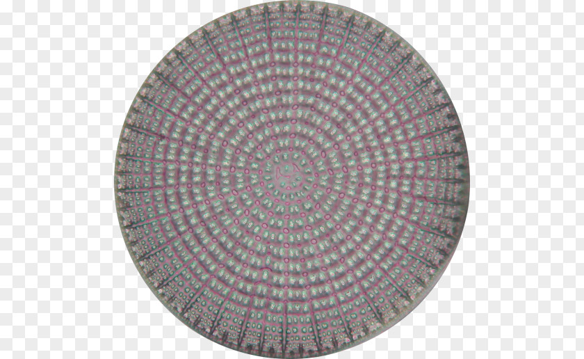 Diatom Wikipedia Recursion PNG