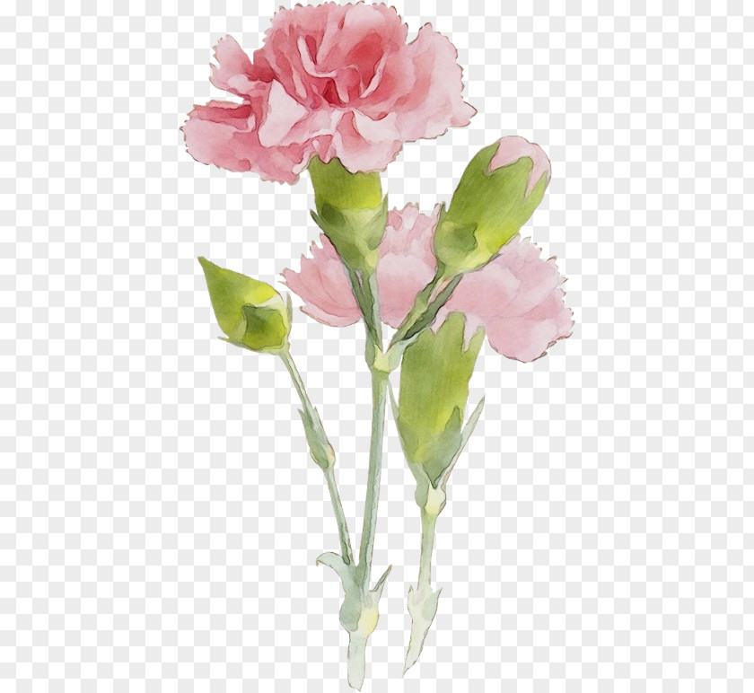 Garden Roses PNG