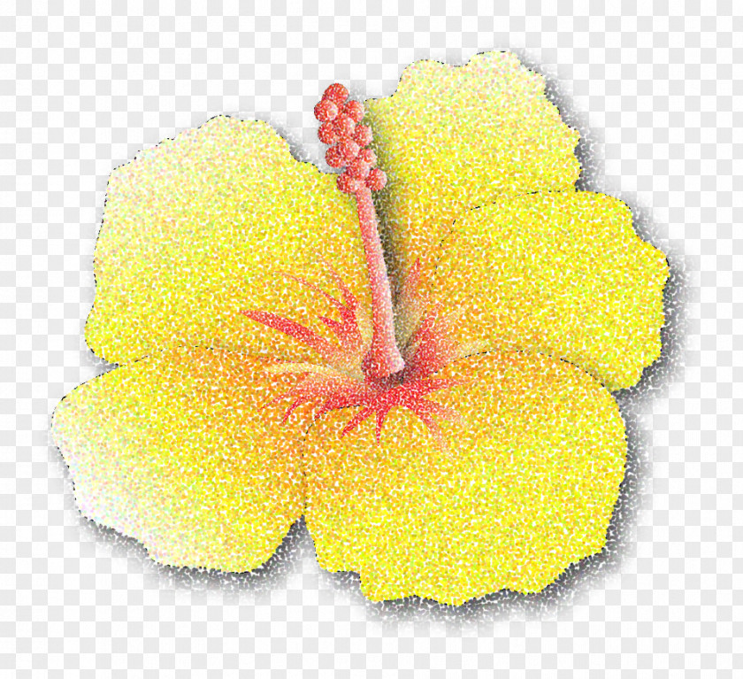 Hibiscus Mallows Flowering Plant Petal PNG