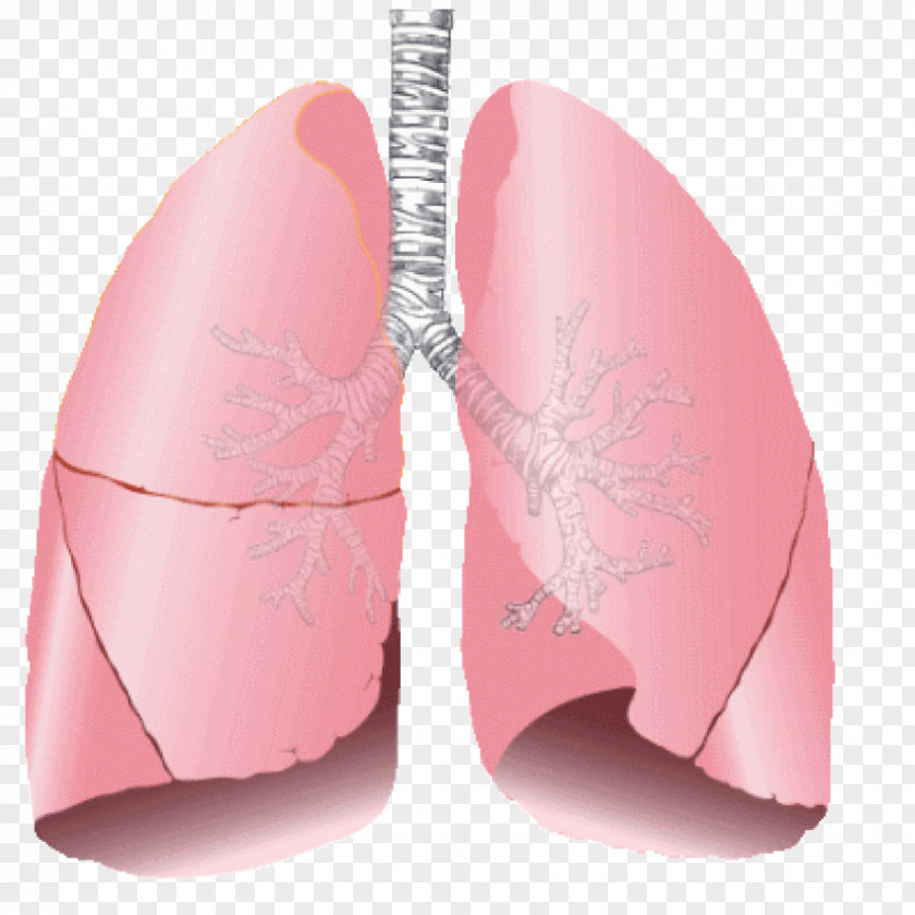Lung Transplantation Human Body Organ Exhalation PNG transplantation body Exhalation, others clipart PNG