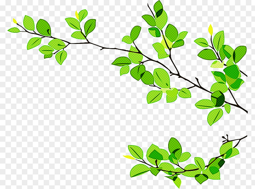 Plant Stem Green Leaf Background PNG