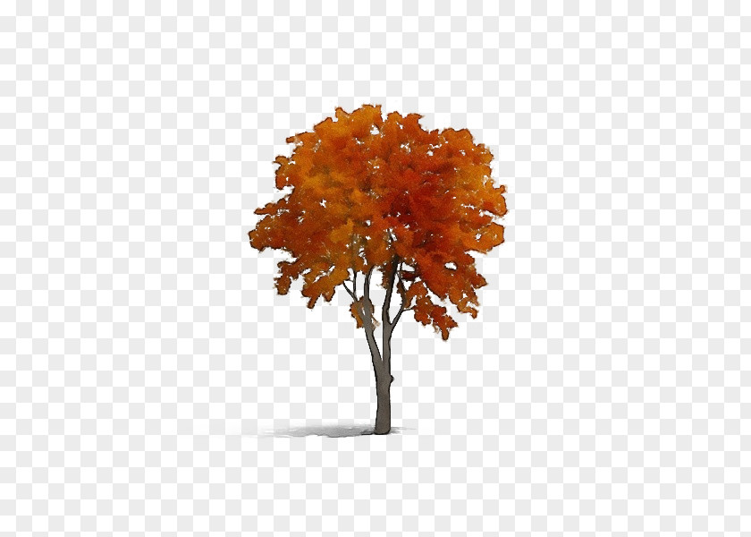 Tree Autumn Deciduous Maple PNG
