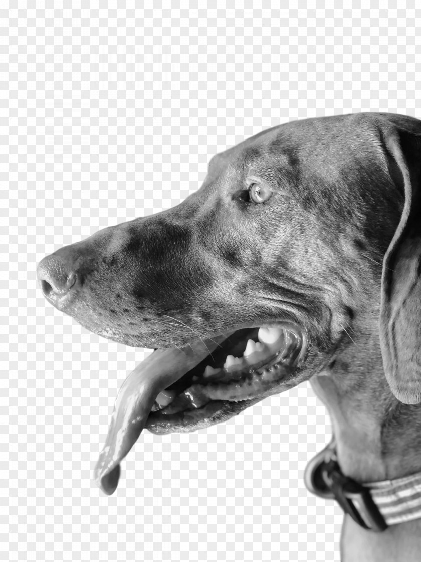 Weimaraner Snout Dog Collar Head PNG