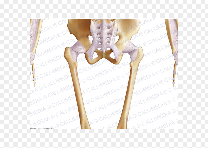 Chinese Bones The Female Pelvis Anatomy & Exercises Bone Hip Finger PNG