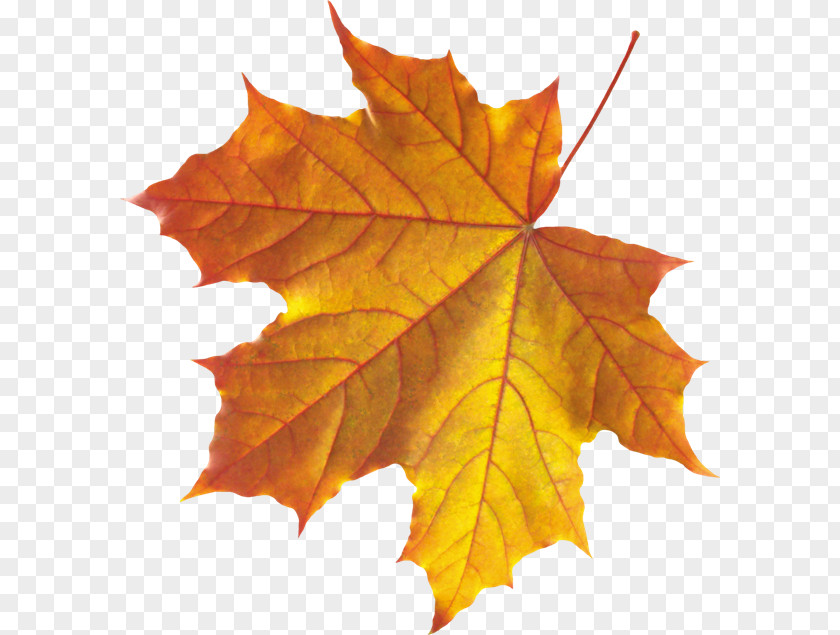Dried Autumn Leaf Color Clip Art PNG