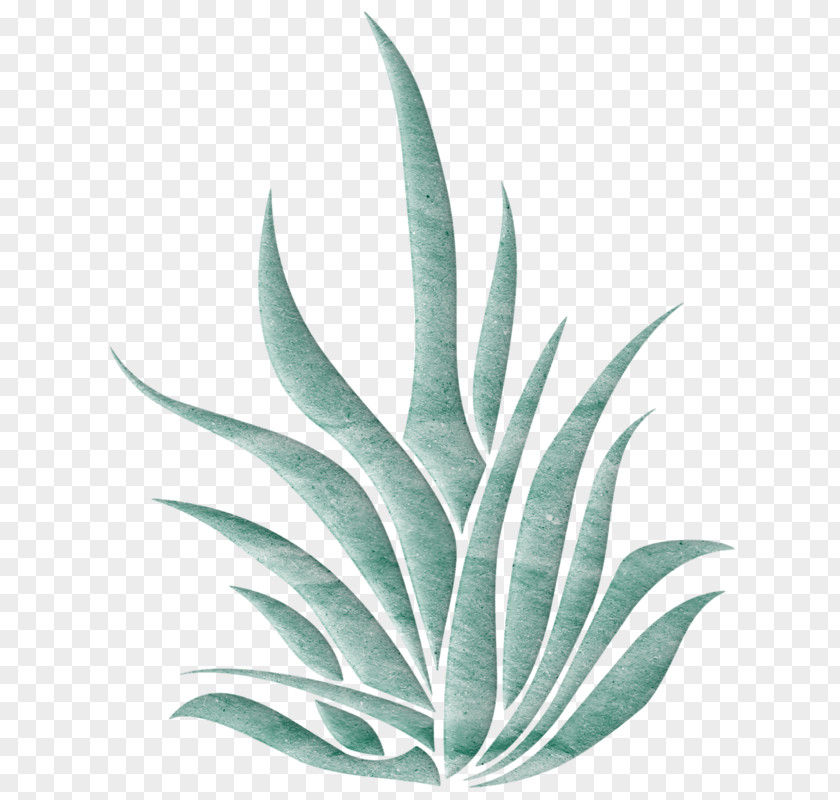 Hand-painted Aloe Vera Plant Landscape PNG