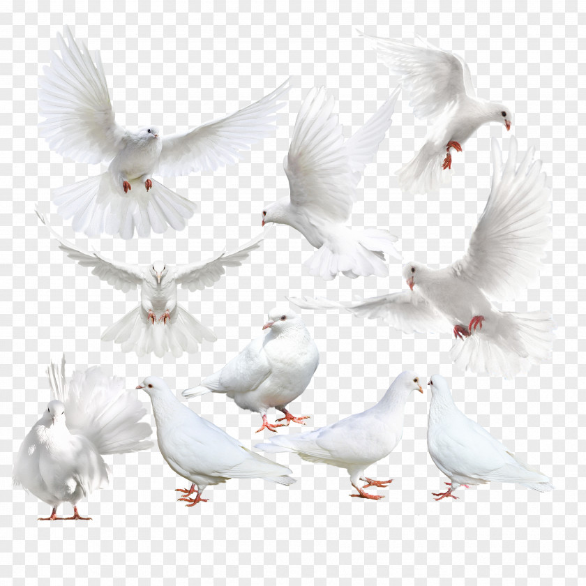 Pigeon Columbidae Rock Dove Bird Icon PNG