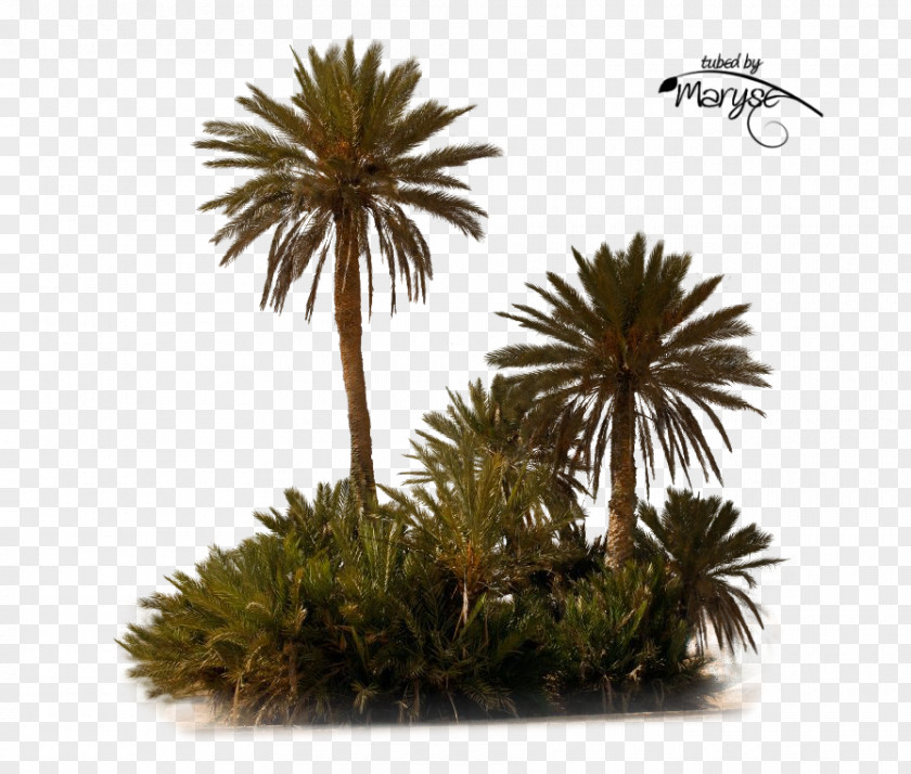 Playstation PlayStation Portable Asian Palmyra Palm Tree PNG