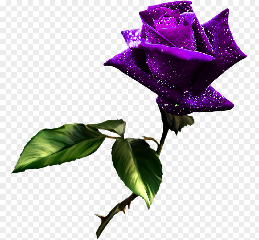 Rose Best Roses Clip Art PNG