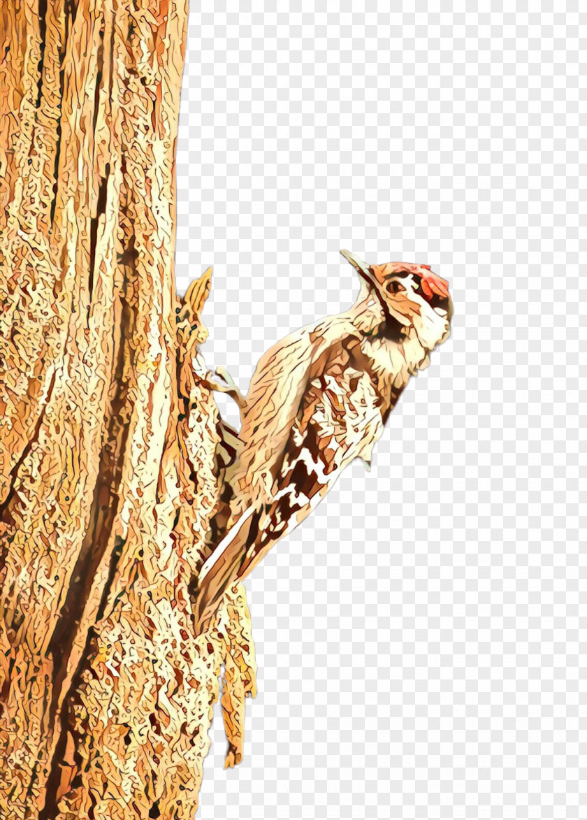 Trunk Tail Bird Woodpecker Tree Piciformes American Creeper PNG