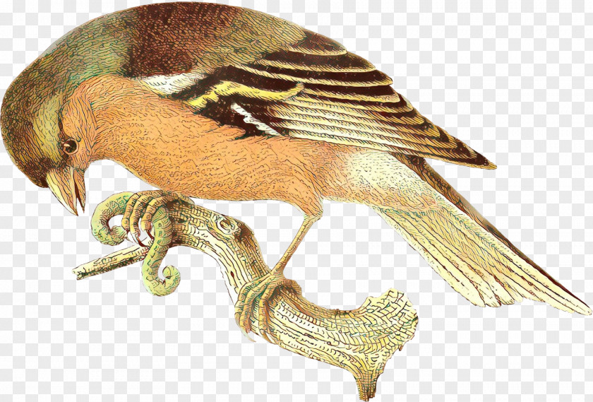 Wildlife Songbird Bird Wing PNG