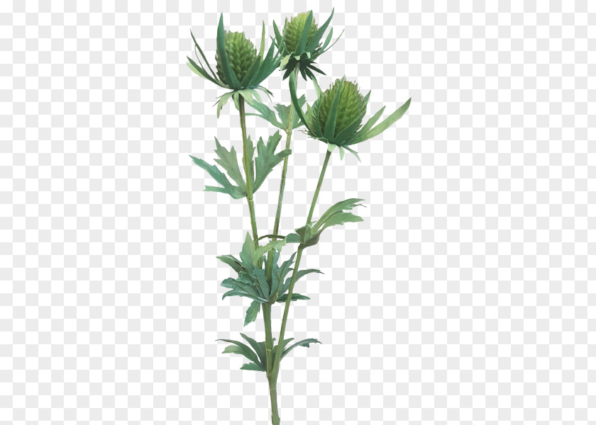 Artichoke Thistle Plant Flower Flowering Stem Plants Herbaceous PNG