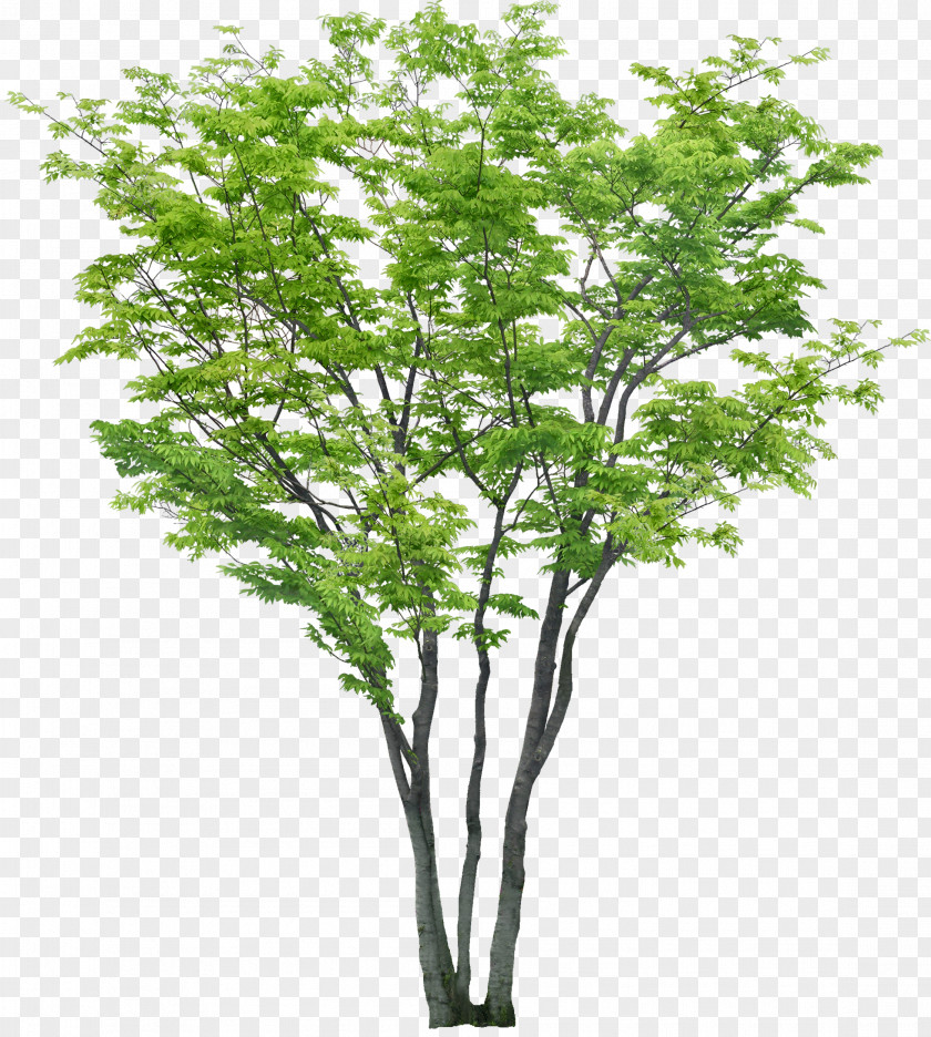 Australian Tree Realistic Adobe Photoshop Clip Art Psd PNG