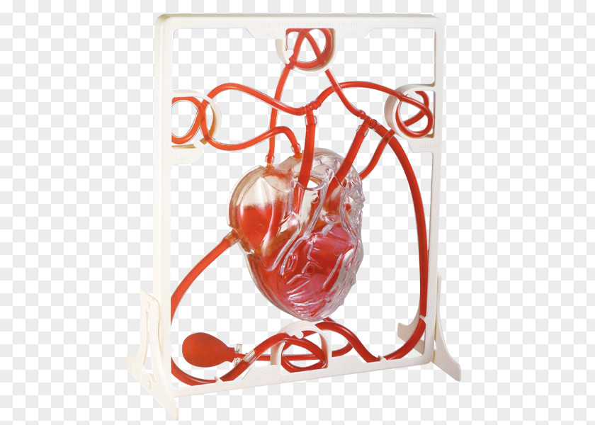 Dominos Pump Heart Anatomy Laboratory Human Body PNG