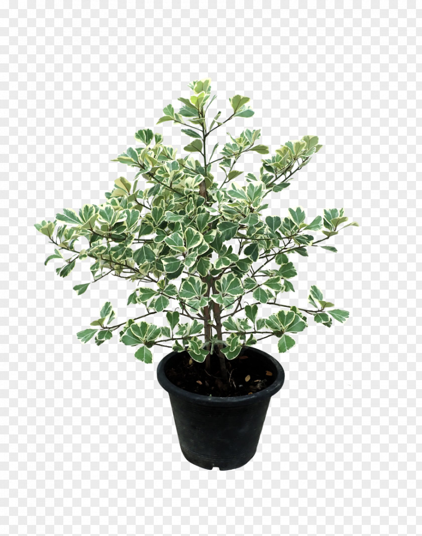 Flower Plant Flowerpot Tree Leaf PNG