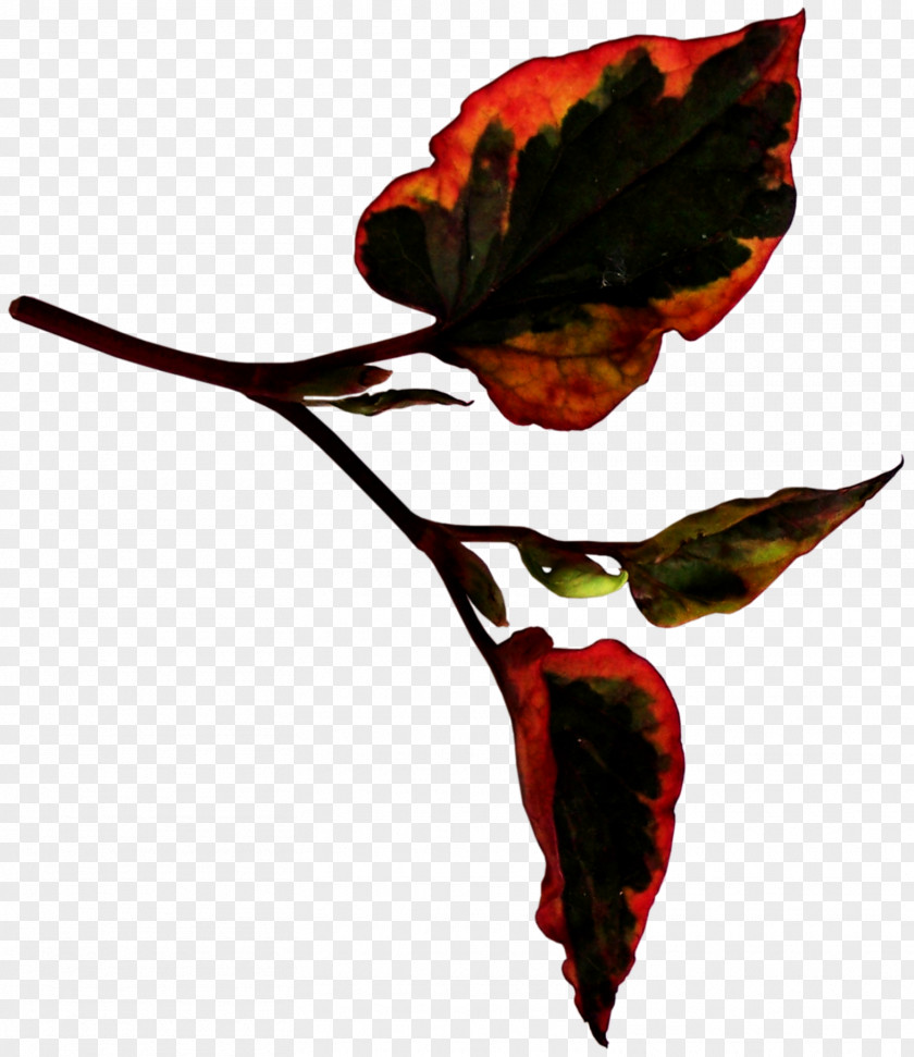 Leaves Leaf Petal Plant Stem Clip Art PNG
