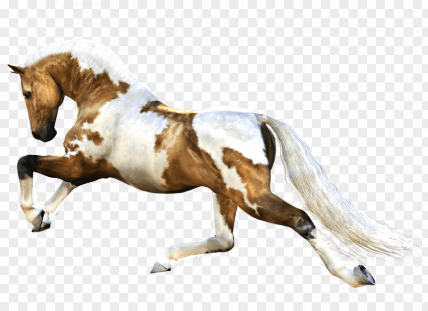 Mustang Mare American Paint Horse Australian Stock Pony PNG