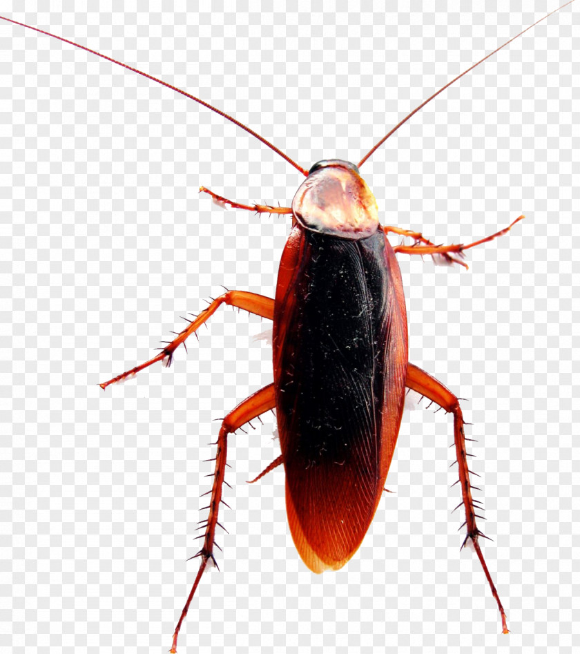 Cockroach American German Pest Control PNG