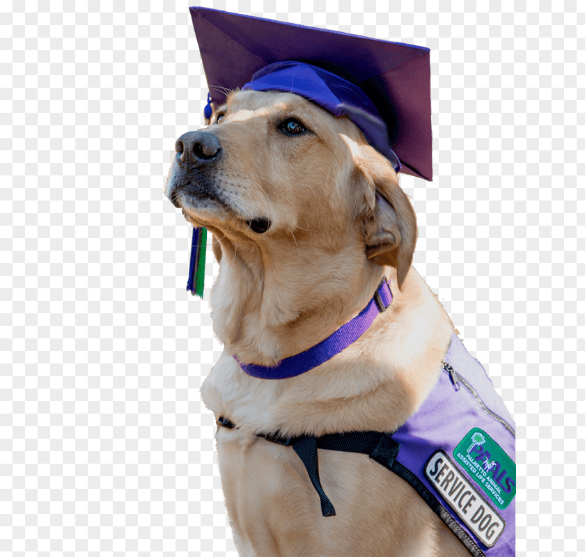 Graduation Photo Golden Retriever Puppy Service Dog Breed PNG