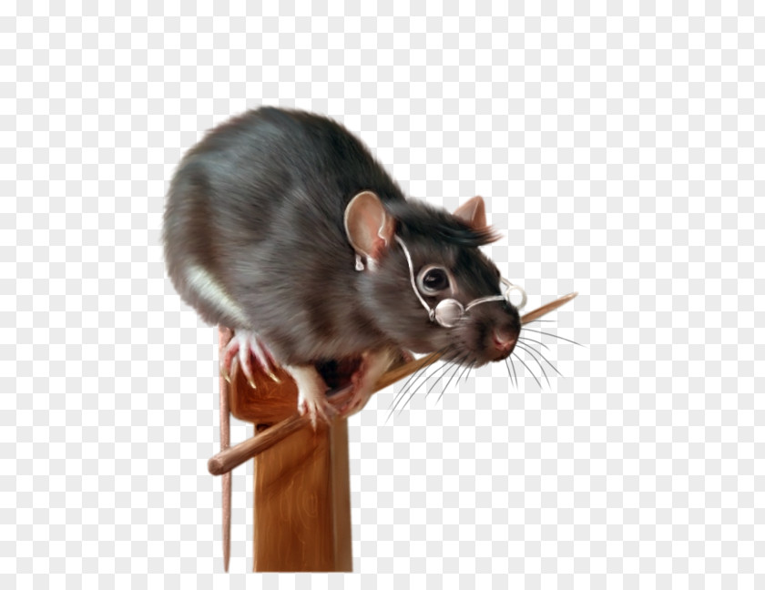 Painting Krysa Black Rat Fancy Rodent PNG