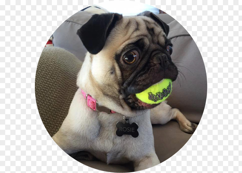 Puppy Pug Dog Breed Companion Toy PNG