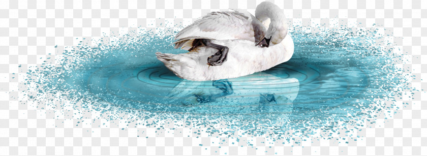 Swan Blue Lake Cygnini Download PNG