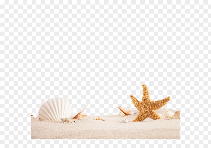 Beach PNG clipart PNG
